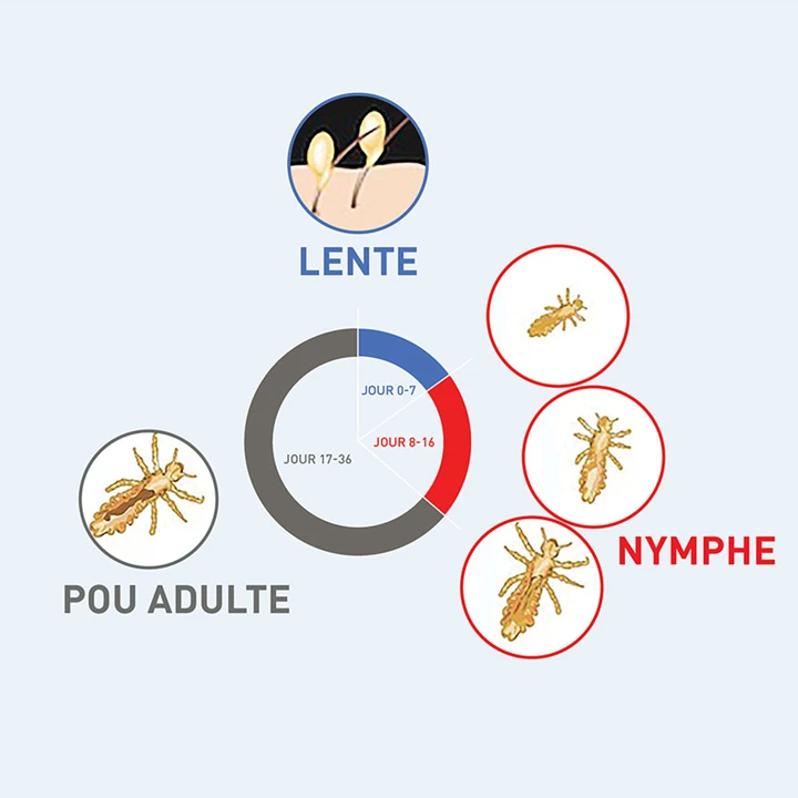 Comment les poux se reproduisent-ils? Comment les poux se reproduisent-ils?