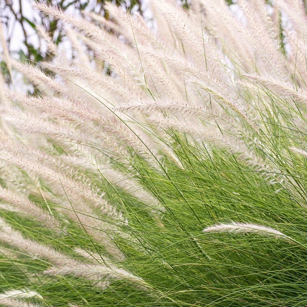 Découvrez à quels pollens vous êtes allergique et tentez de les éviter autant que possible (p. ex. ne placez aucune plante ornementale dans votre jardin, …).