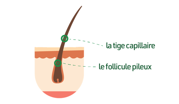 De quoi se compose exactement un cheveu ? De quoi se compose exactement un cheveu ?