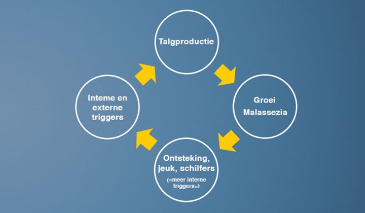 Seborroïsch eczeem is een vicieuze cirkel: het is een reactie van de huid die vecht tegen een vreemde indringer.